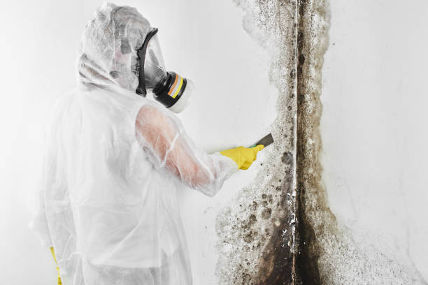 Best Professional Mold Removal  in Broadmoor, CA
