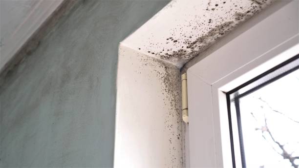 Best Mold Damage Repair  in Broadmoor, CA