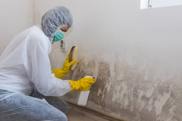 Best Certified Mold Removal  in Broadmoor, CA