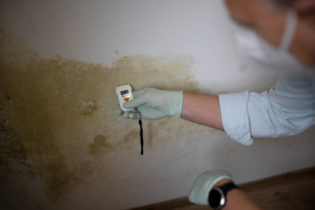 Best Office Mold Removal Services  in Broadmoor, CA