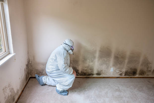 Best Best Mold Removal Companies  in Broadmoor, CA