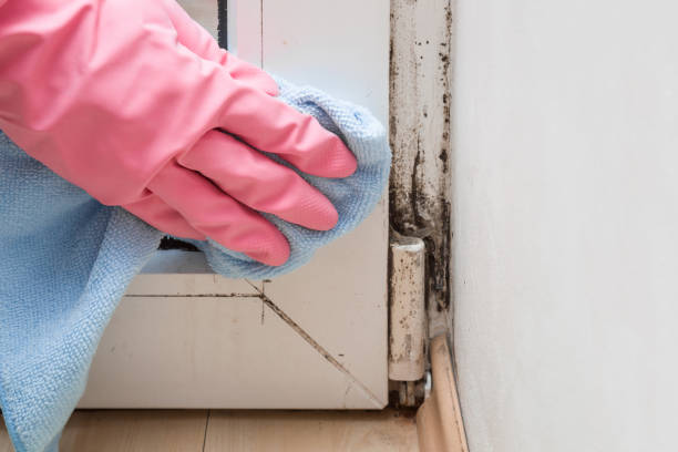 Best Mold Removal Company Near Me  in Broadmoor, CA